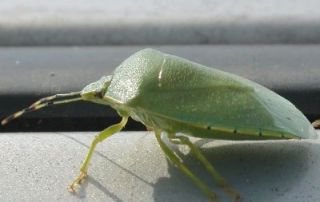 come allontanare le cimici