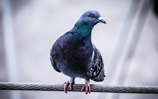 allontanamento-piccioni