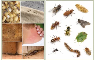 Immagine divisa in due parti che mostra infestazioni causate da insetti volanti e le principali specie responsabili