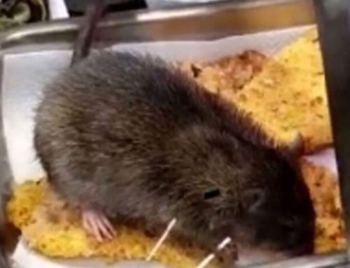 Ratti! Ho dei topi nel mio ristorante