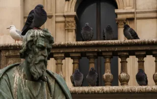 Intervento professionale di allontanamento volatili con dissuasori su edificio urbano