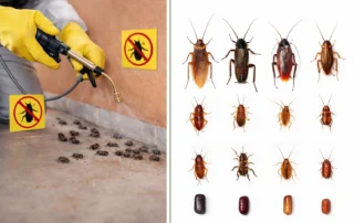 Immagine divisa in due parti che mostra un intervento di disinfestazione contro blatte e scarafaggi e le principali specie a confronto
